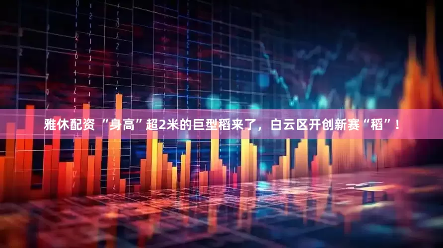 雅休配资 “身高”超2米的巨型稻来了，白云区开创新赛“稻”！